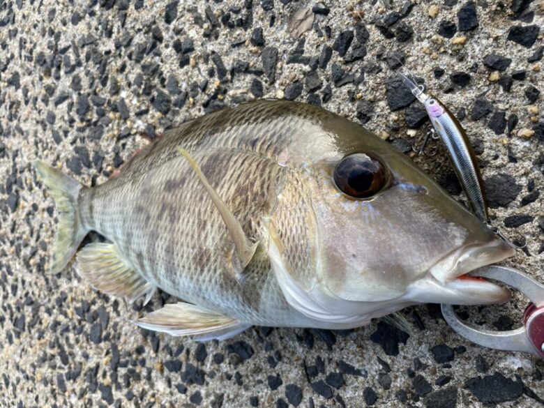 ダイワ スティーズ ダブルクラッチを徹底インプレ！ | まるなか大衆鮮魚