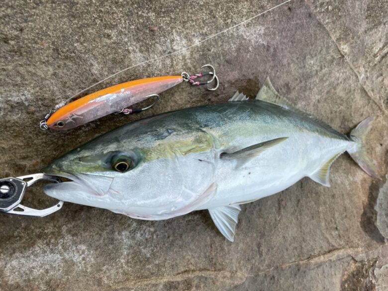 12月1日更新分 強風のロックショアゲームでワラサラッシュ | まるなか