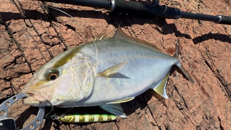 価格を越えた使用感】シマノ24エンカウンターを徹底インプレ！ | まる