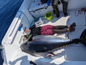 スカイグレイ コイノボリポッパー230 モンスターツナ | 長谷川釣具の通販