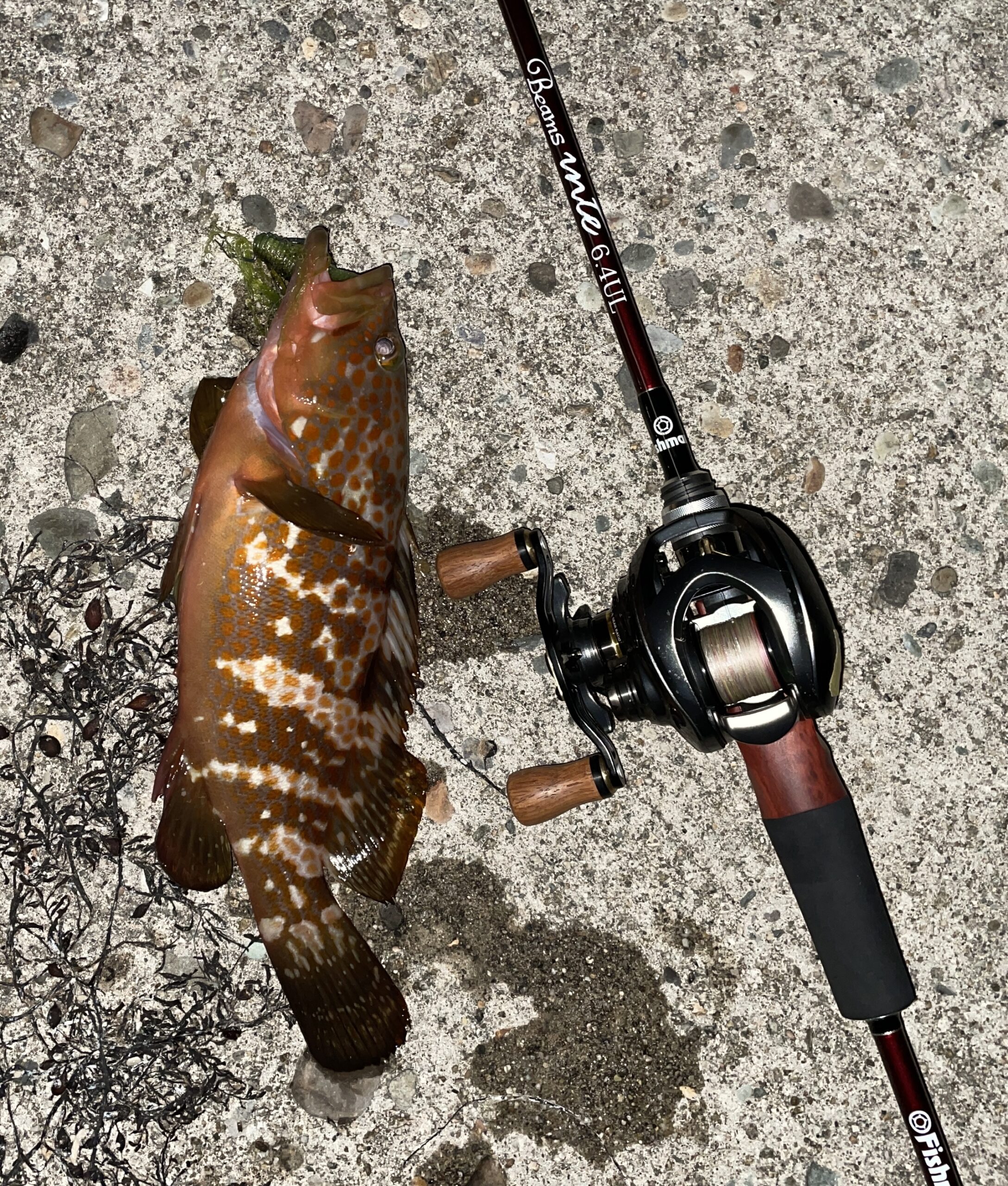 何に使える？ バーサタイルロッド Fishman Beams inte6.4UL | 海に出た日