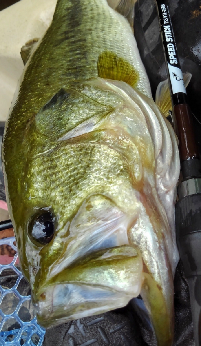 トップウォーターロッドってどれがいいの？バス釣り用おすすめタックル特集