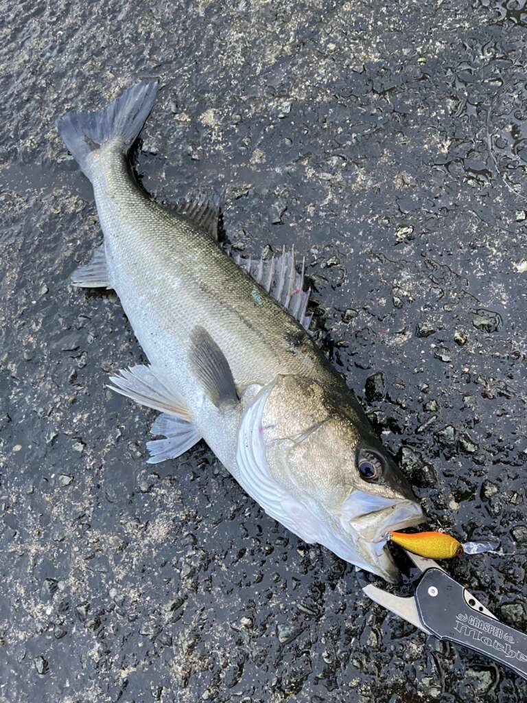 スタッフ大浜のシーバス釣果 | フィッシングマックス 関西の釣果|大阪