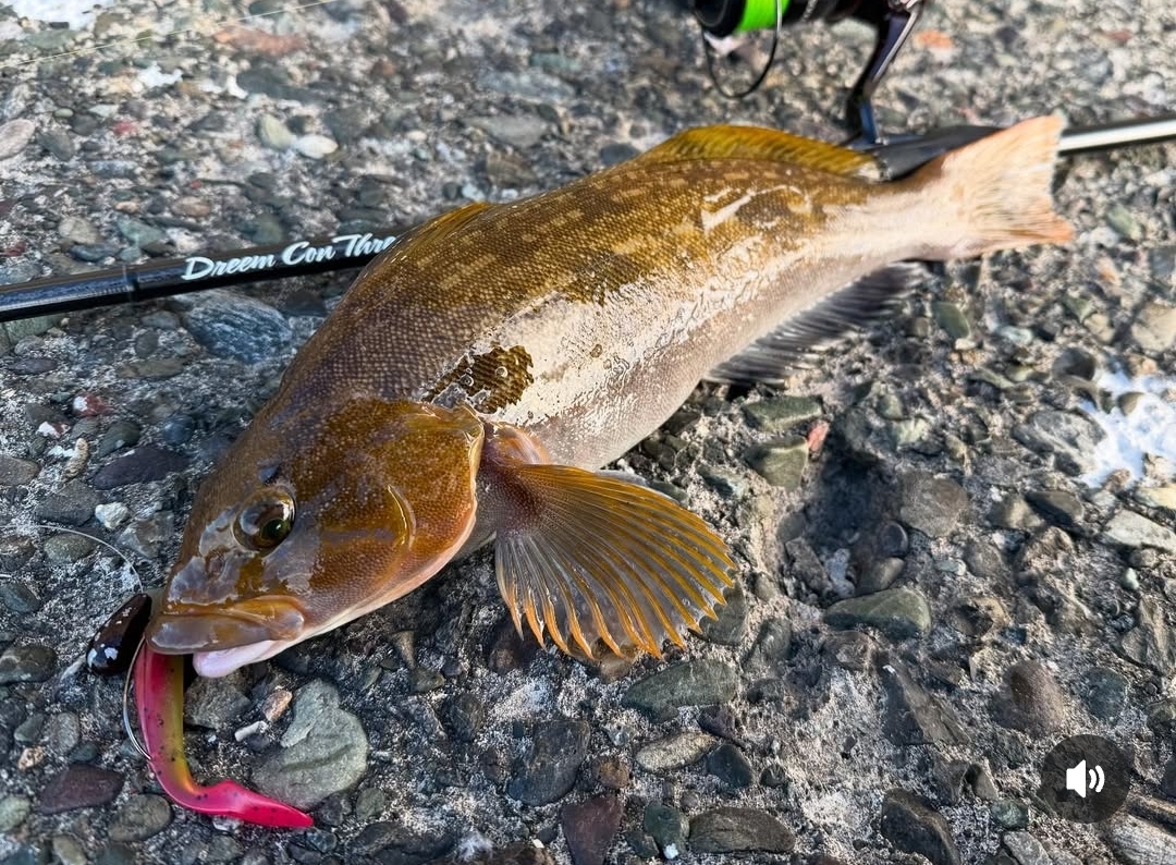 商品・新商品情報 | FISHLAND | ページ 13