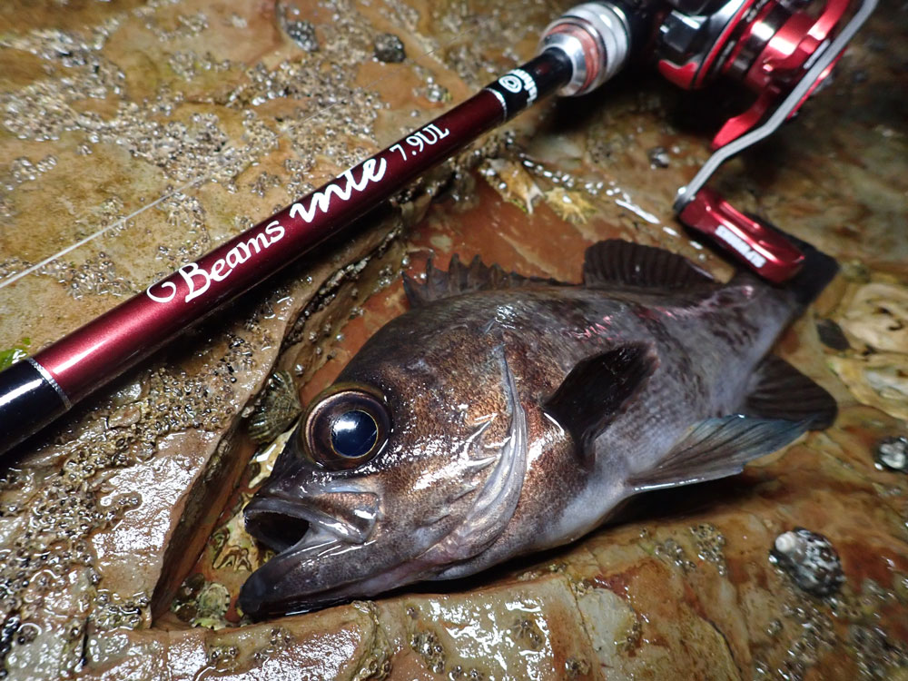 Beams inteシリーズで迷うあなたへ - Fishman（フィッシュマン）