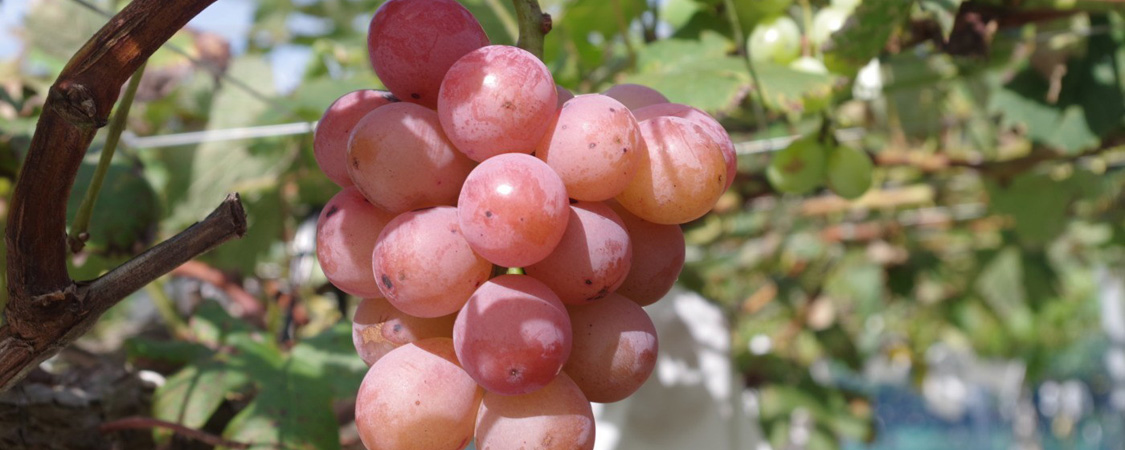 長崎 ぶどう狩り ぶどうの森 (森巨峰園) ｜ ぶどうアラカルト