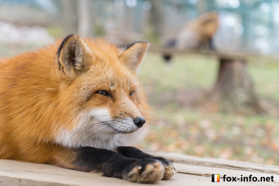伏せキツネ | スタンダード | キツネ写真館