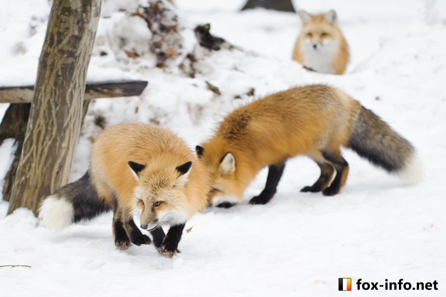 61ページ目] 冬 | キツネ写真館