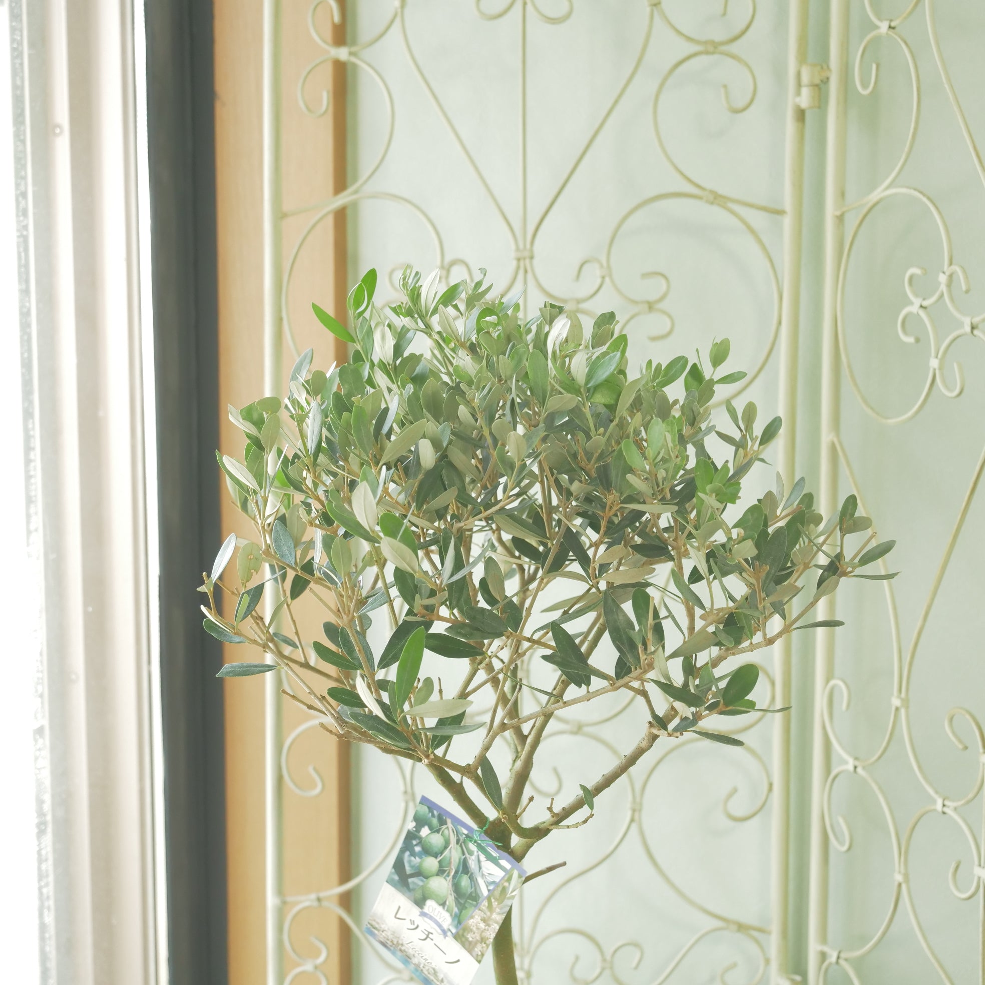 オリーブ 【レッチーノ】 スタンド仕立て 6寸 – flower magic