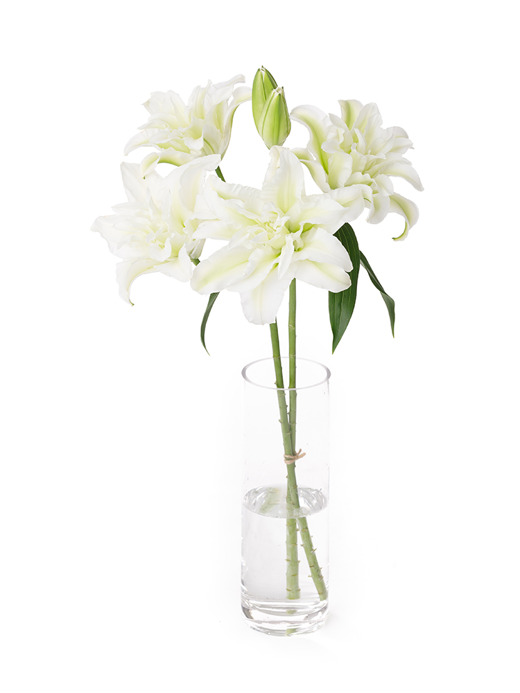 生花】ユリ(オリエンタル) アイシャ【白/90cm/高知県】｜Flower Smith