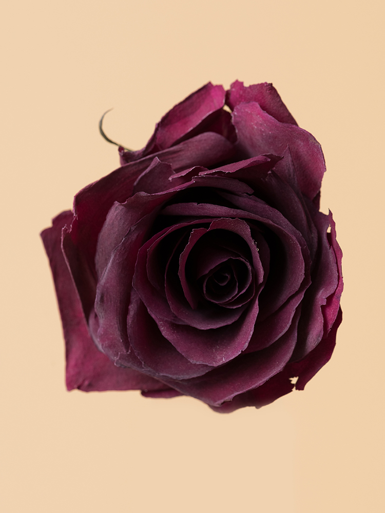 高級ドライ】バラ インスピレーション【濃ピンク/70cm】｜Flower Smith