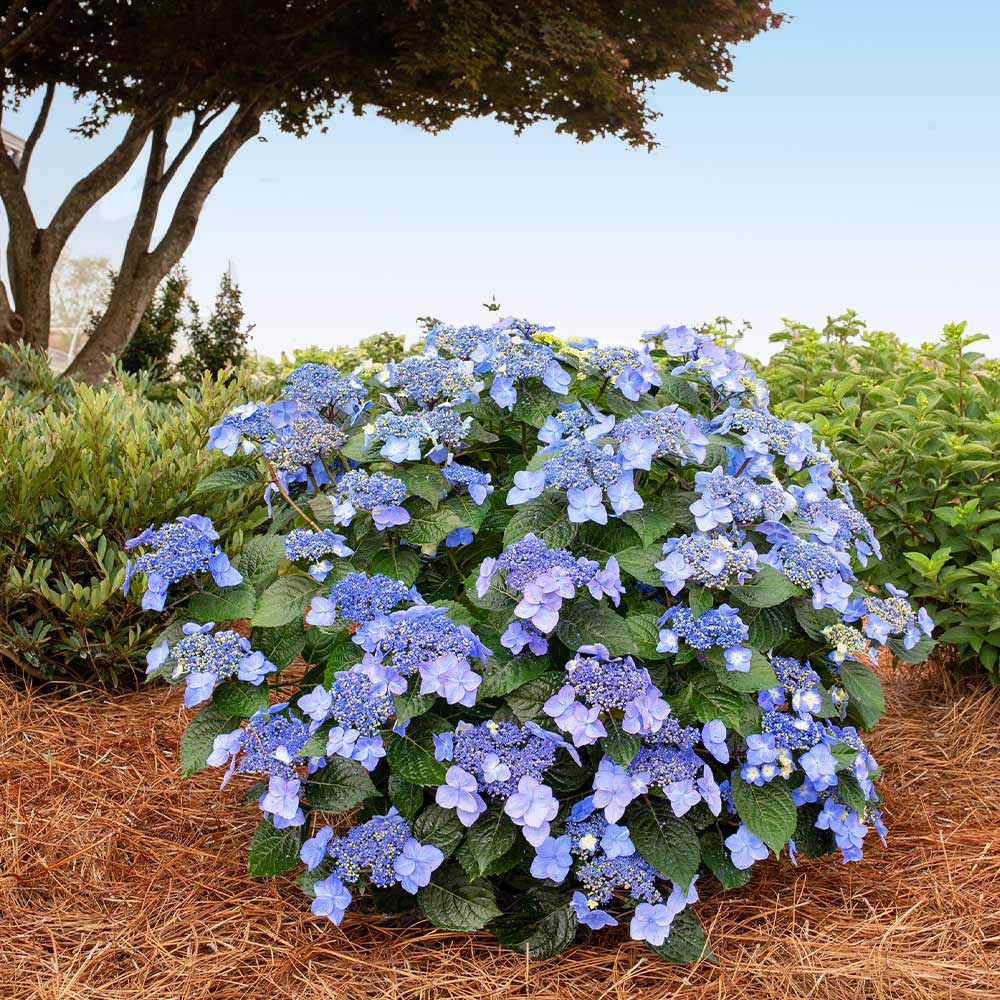 Pop Star Hydrangea - Buy Online Free Shipping – Flora's Market