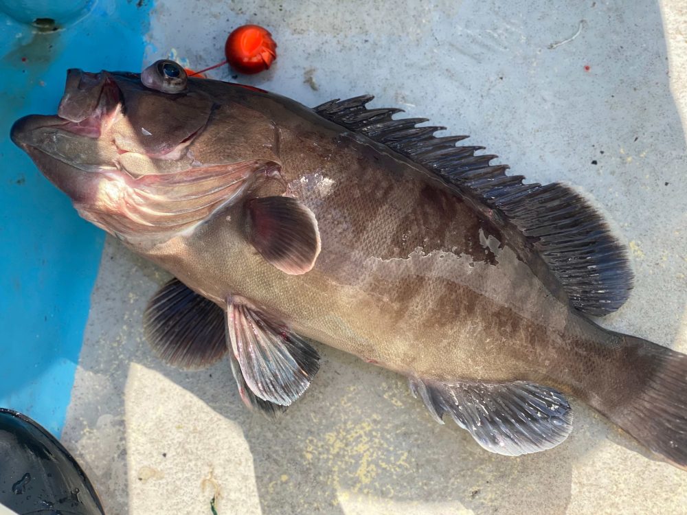 インプレ】タイラバロッド 紅牙X 69MB-S ＆ 69MHB-S ｜初心者おすすめ！