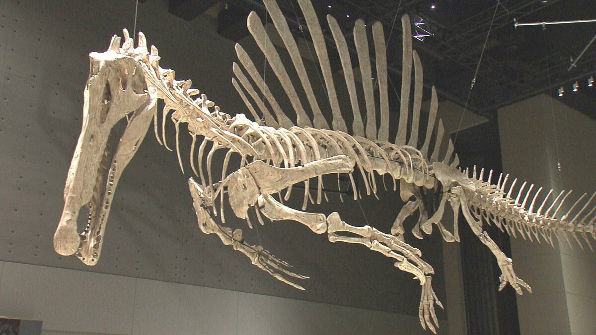 全長14メートル！スピノサウルス最新の全身骨格を日本初公開 ワニの
