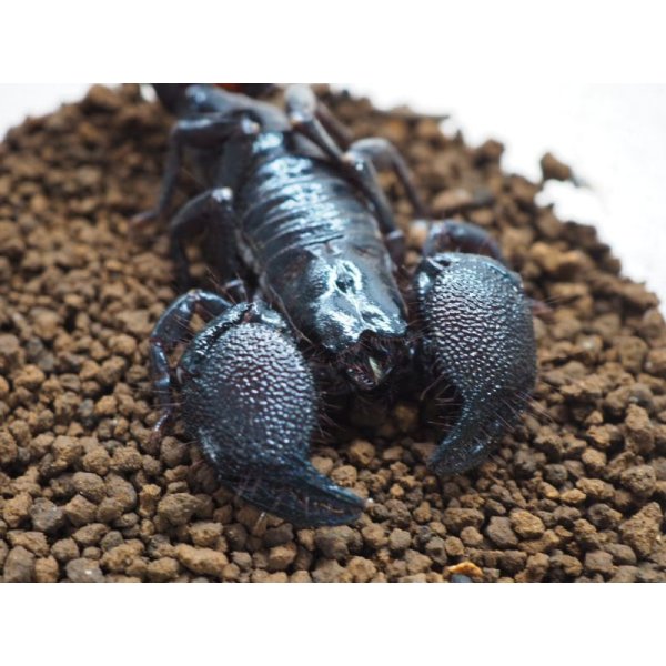 □ダイオウサソリ No.10 - from SCRATCH