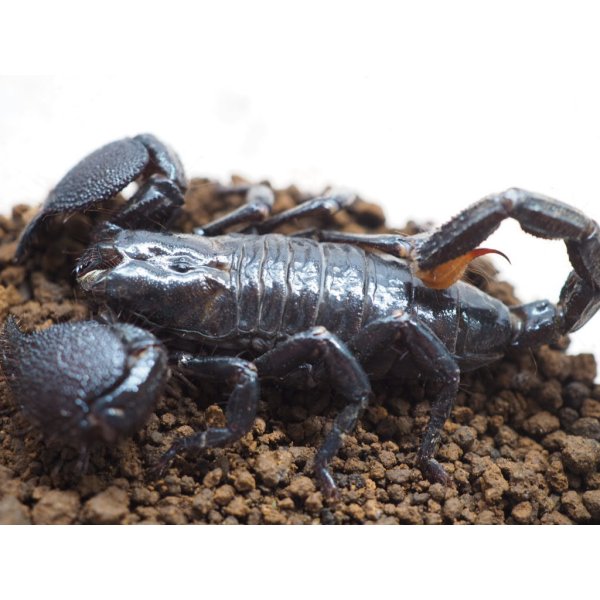 □ダイオウサソリ No.6 - from SCRATCH