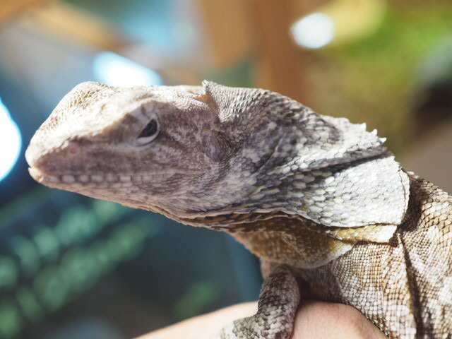 □エリマキトカゲ - from SCRATCH