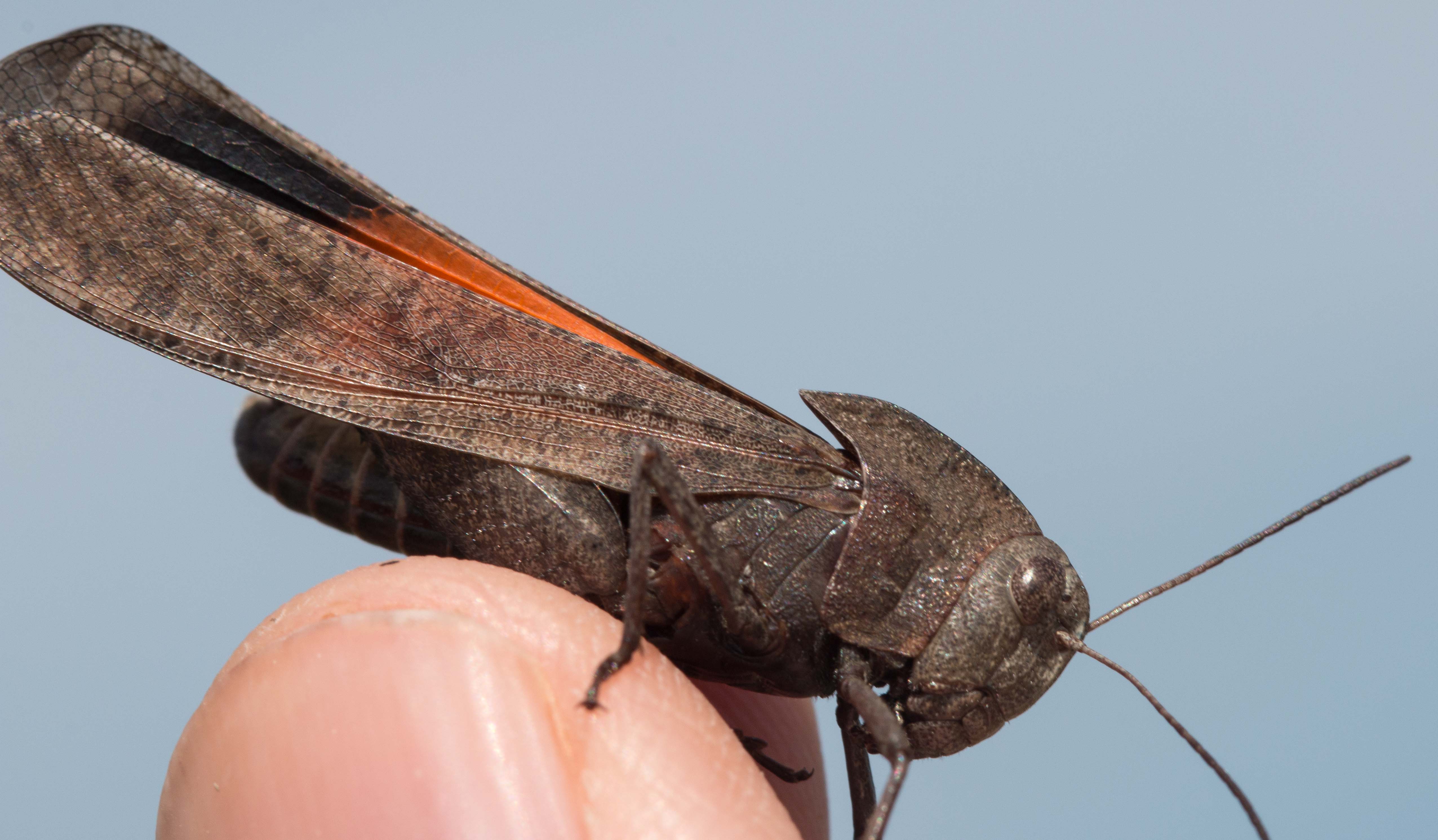 A Prairie Workout: Chasing the Autumn Yellow-Winged Grasshopper