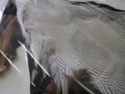 シルバーフェザント コンプリート FLY SHOP リバーランド