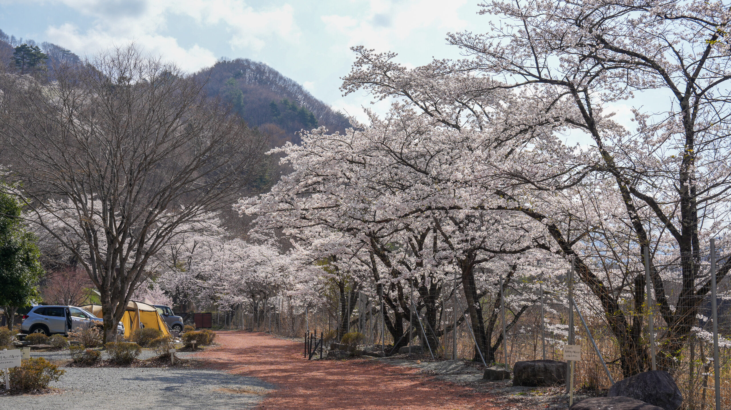 2025年 御坂町御坂路さくら公園 桜の開花情報 第4回 - ふえふき旬感ネット