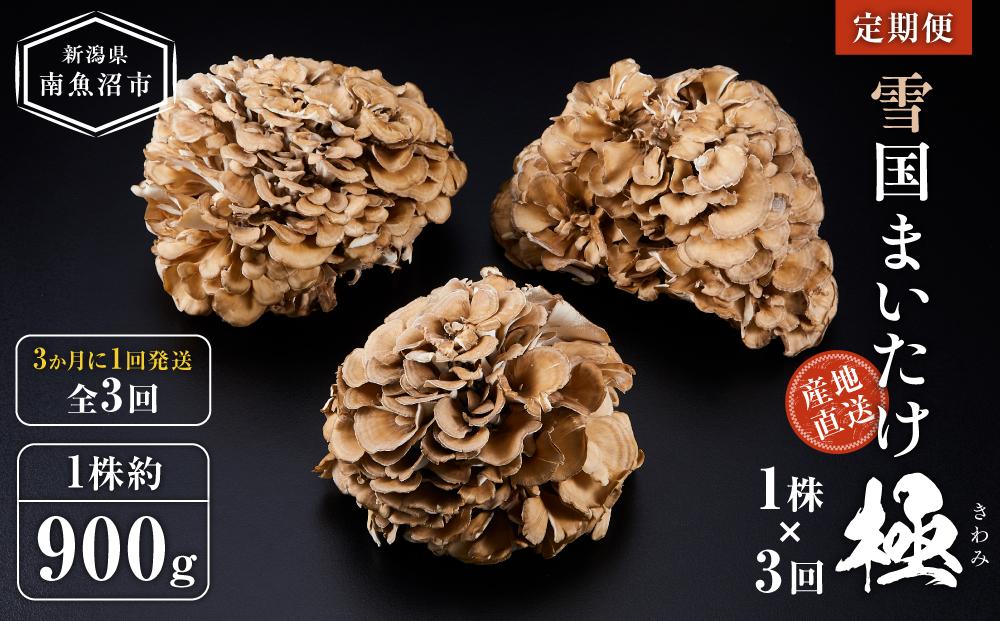 定期便＞雪国まいたけ 極 1株×3回【1株約900g 3か月に1回発送/全3回