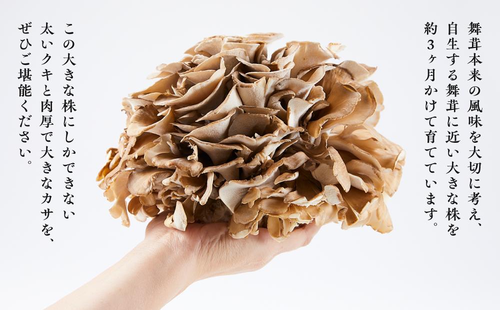 定期便＞雪国まいたけ 極 1株×3回【1株約900g 3か月に1回発送/全3回