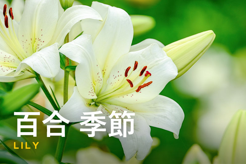 百合の花が咲く季節はいつ？花言葉や種類も紹介！ | ふるなび公式
