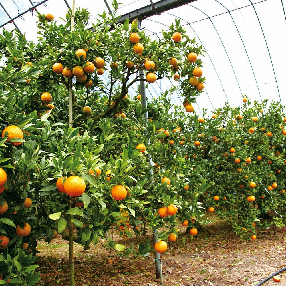 鹿児島県産 たんかん ご自宅用 10キロ 4L～2Sサイズのギフト通販・お