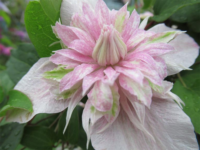 終了】2025年3月28・29日『春の花々とクレマチス展2025』サンシャイン