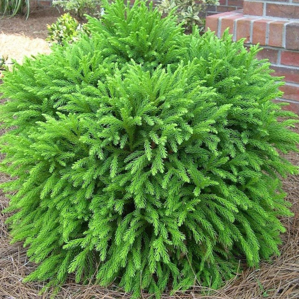 Buy Dwarf Japanese Cedar 'Globosa Nana' – Compact Globe