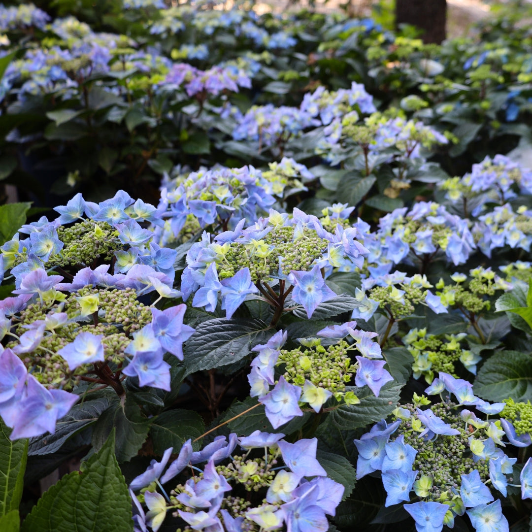 Endless Summer® Pop Star® Hydrangea for Sale | Compact Reblooming
