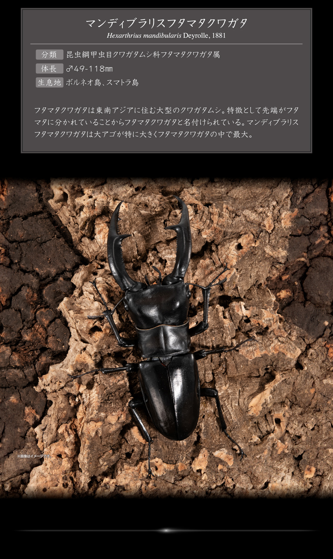 いきもの大図鑑アドバンス ギラファノコギリクワガタと