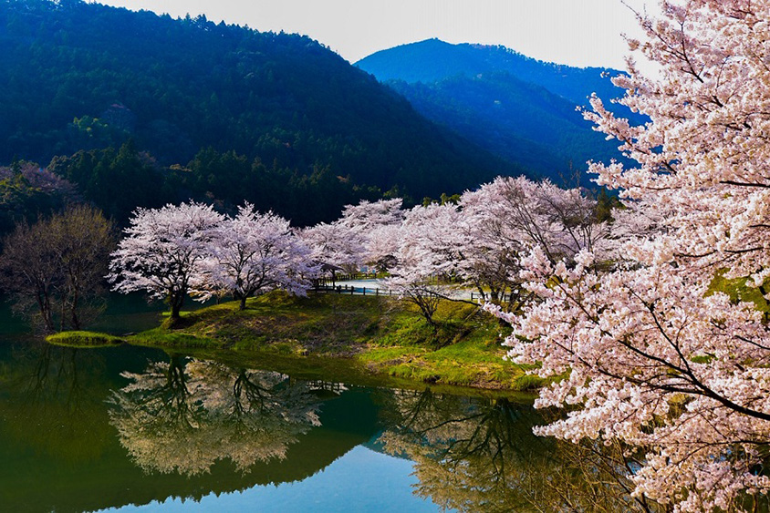 絵のように美しい別天地！幻想的な桜と宮川「さくらの里公園」へ