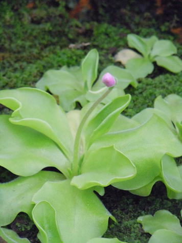 GKZ植物事典・アシナガムシトリスミレ