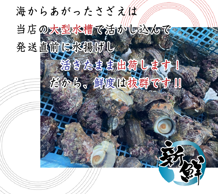 天然活 さざえ 中サイズ 1kg 12個 70～110g [さざえ] | 貝類,さざえ