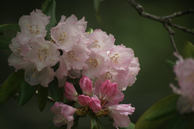 激安超望遠】COSINA 100-400mm レビュー｜中古・2500円のレンズで月や