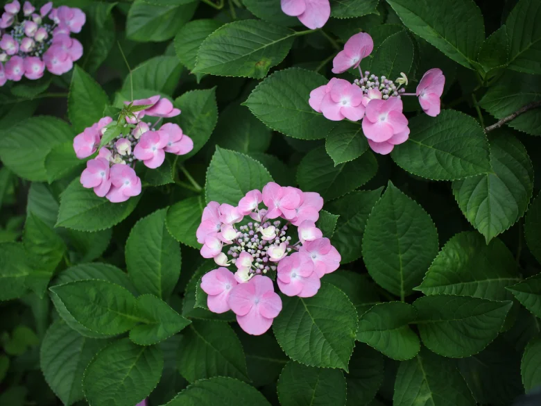 作例あり】Canon EF-M 22mm F2 STMレビュー：軽量パンケーキ神レンズの