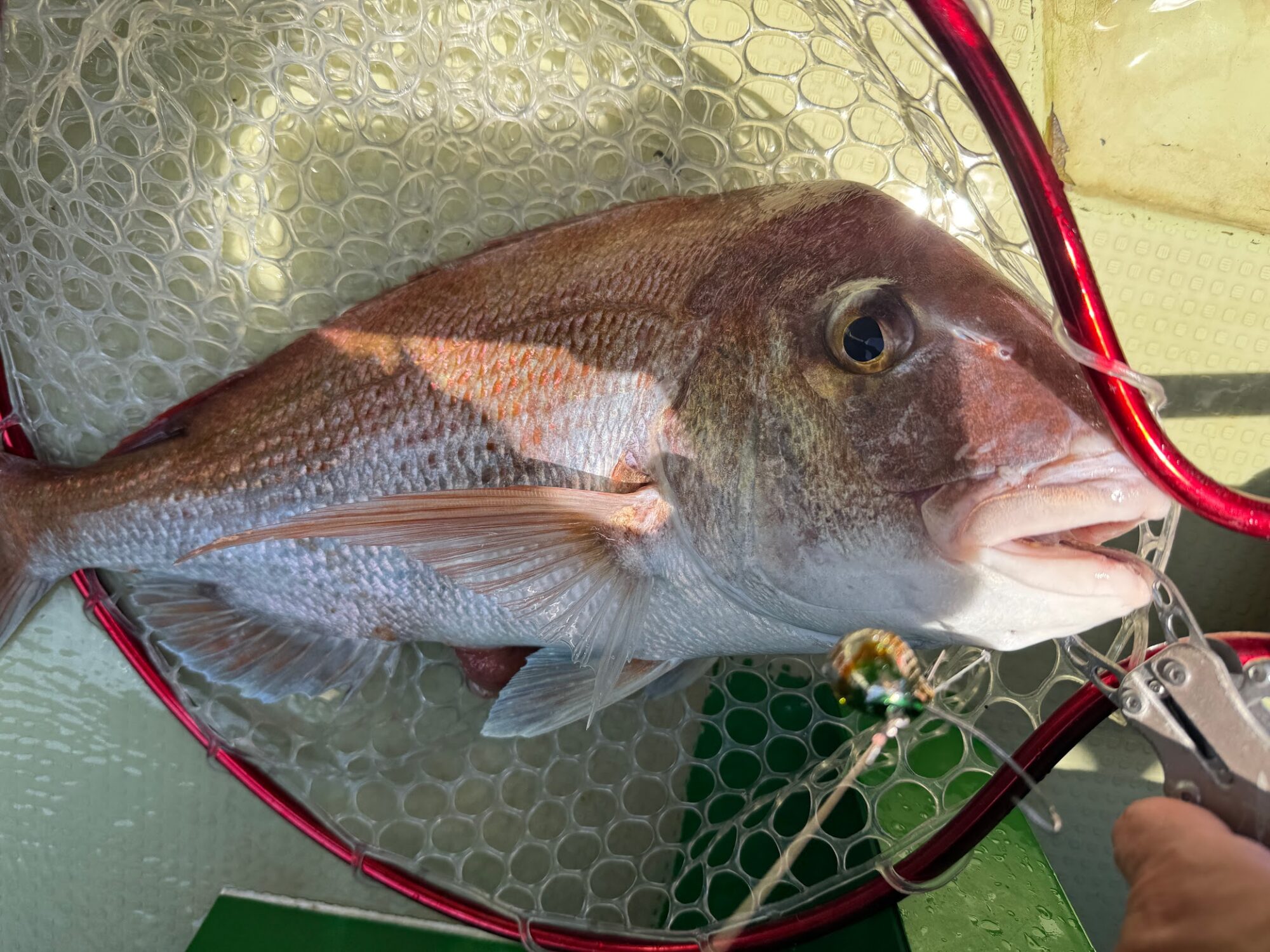 レガーメ］エックスアルマトゥーラに自重43.1gのアジングロッドが登場