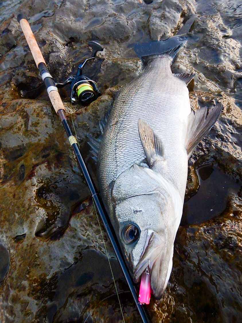 The Style of Go-Phish 10feet Seriesについて | Go-Phish