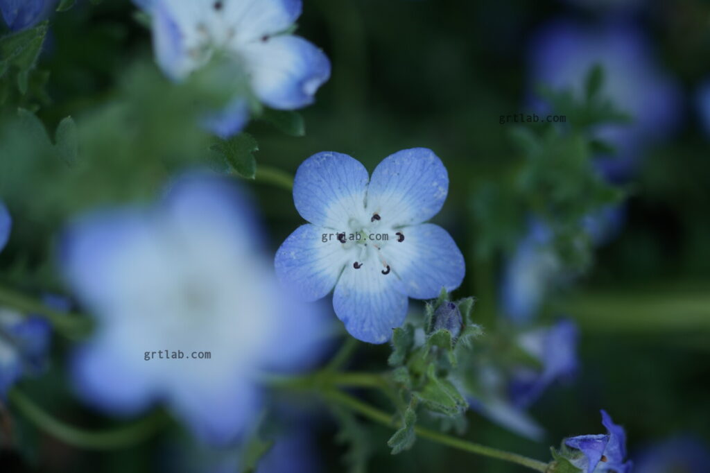 CANON NEW MACRO FD 100mm F4.0 オールドレンズ撮って出し！寄れるボケ