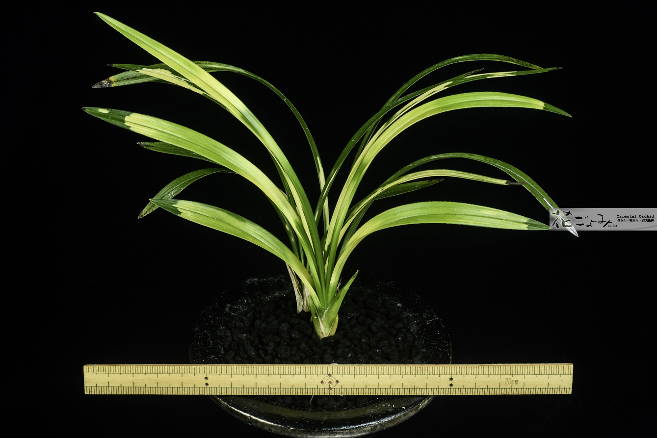 日本春蘭【守門山】 - 東洋蘭専門店 花ごよみ | 春蘭・富貴蘭など通販