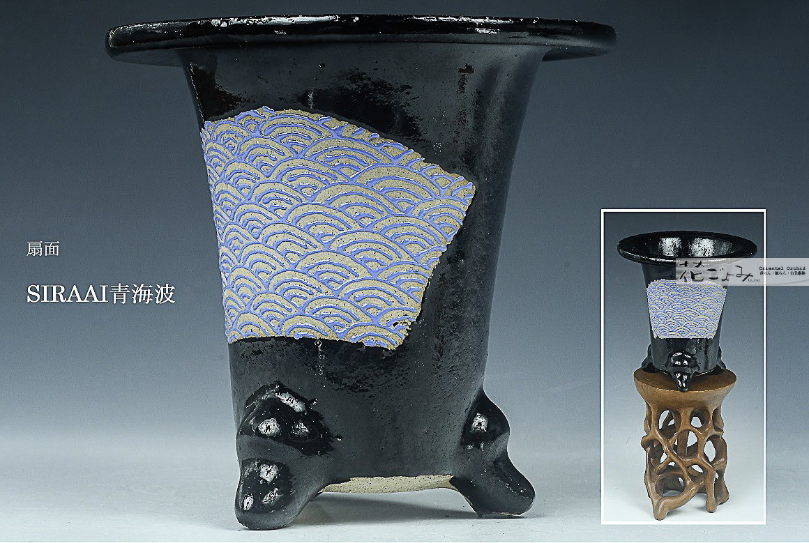 最新作！【扇面・SIRAAI青青海波文・古鉢型万年青鉢】3寸 - 東洋蘭専門