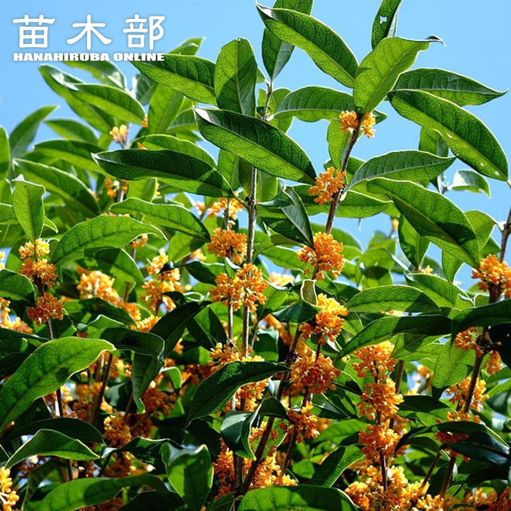 モクセイ キンモクセイ 苗 通販 苗木部 By 花ひろばオンライン