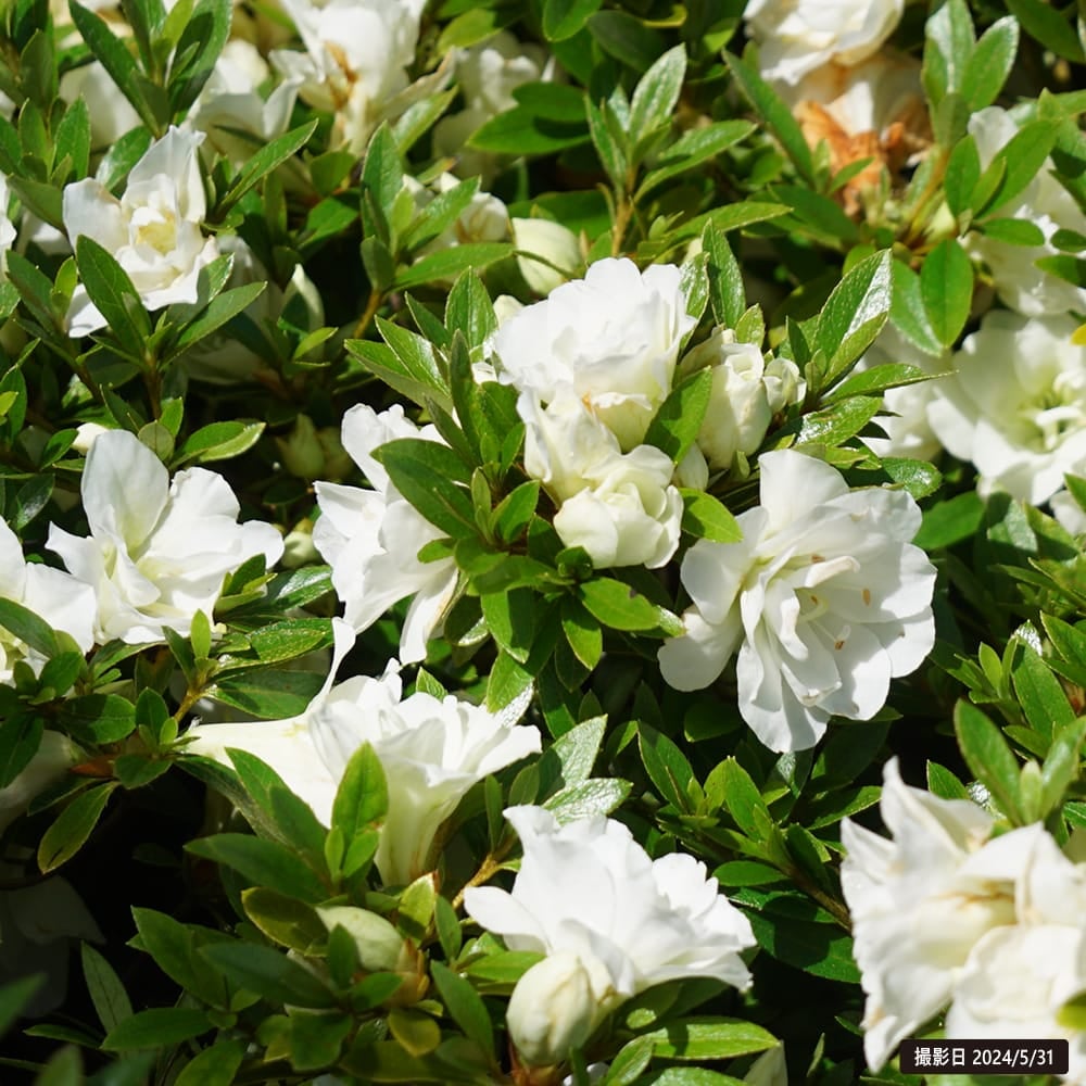 000000036983-02.jpg?size=l&w=