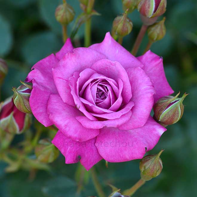 バラ プラム ダンディ｜ROSE Plum Dandy｜花の手帖のwebバラ図鑑