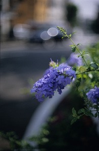 NIKKOR-S・C Auto 50mm F1.4 (Ai改)の作例: 