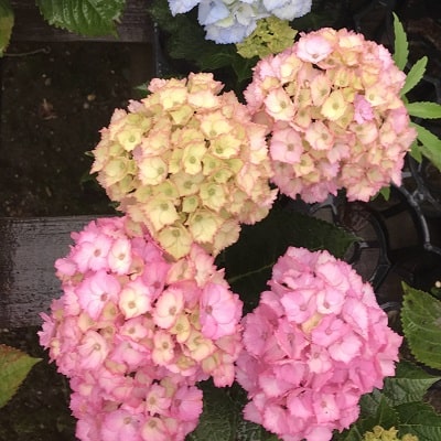 ハイドランジア スクロール | 株式会社ハクサン｜花や植物、園芸資材を