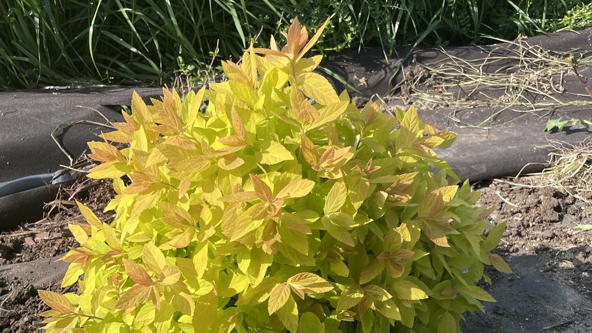 スピラエア(シモツケ) チェリーリップス | 株式会社ハクサン｜花や植物