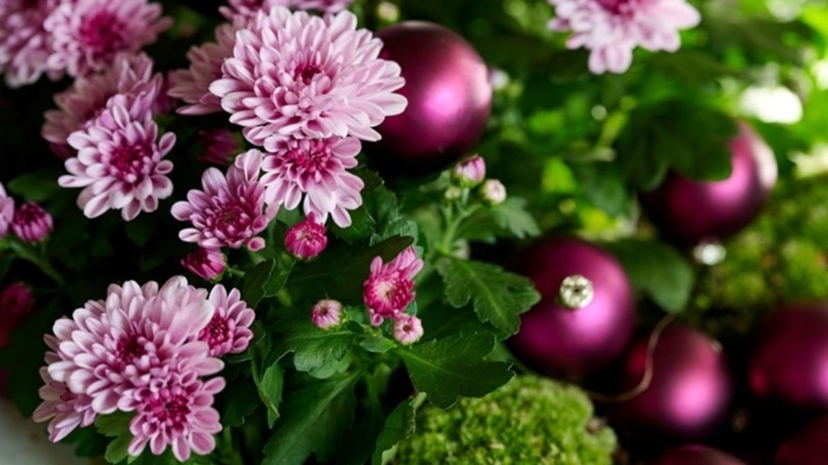 フローラマム™ | 株式会社ハクサン｜花や植物、園芸資材を取扱う花卉