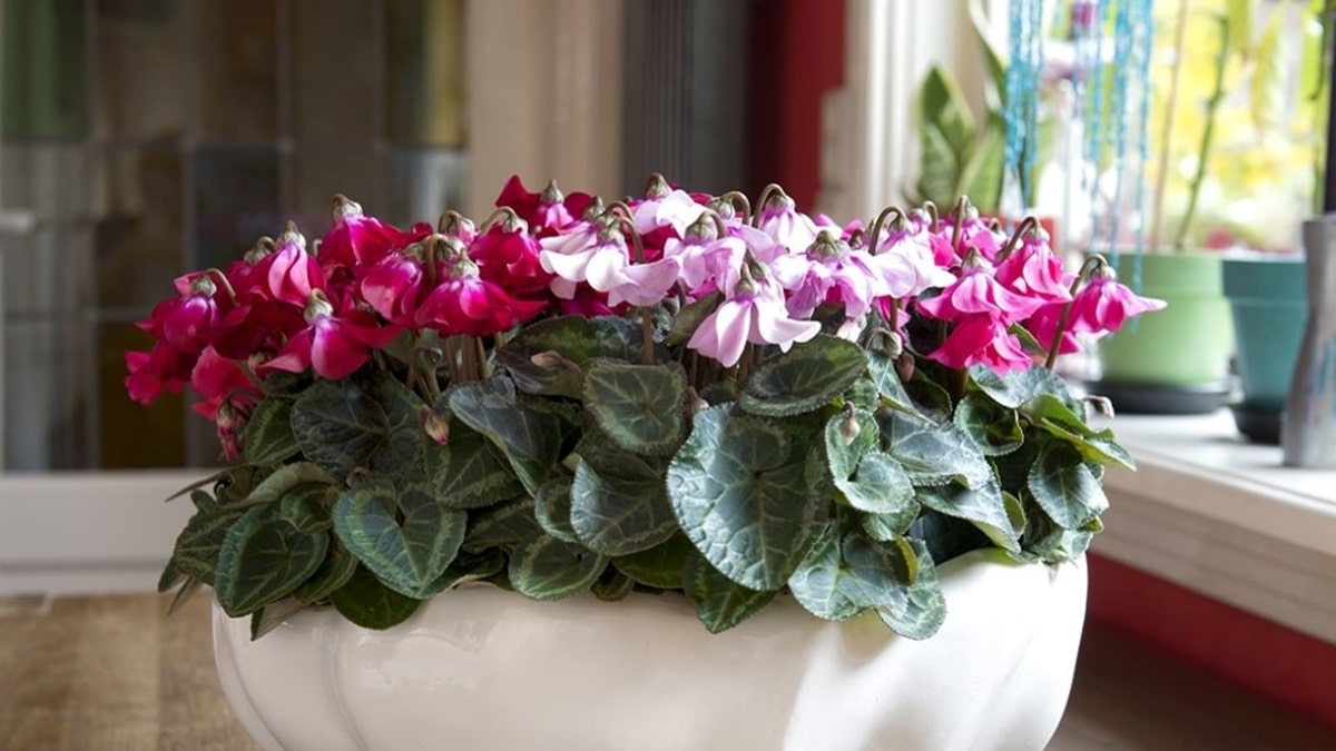 鉢植えシクラメンの育て方 室内で長く楽しむポイント | 株式会社